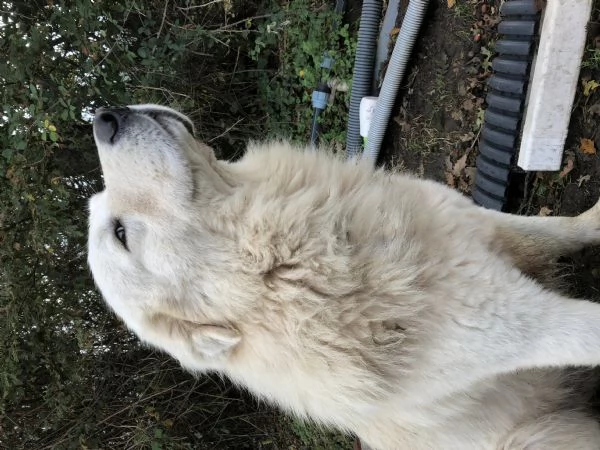 PASTORE MAREMMANO ABRUZZESE | Foto 4