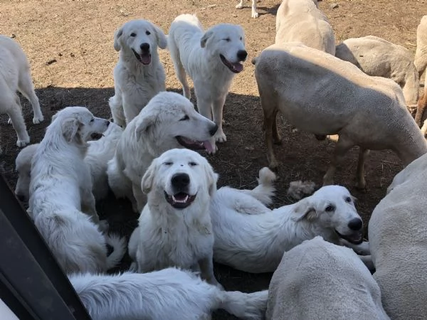 PASTORE MAREMMANO ABRUZZESE | Foto 3