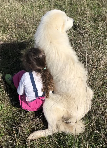 PASTORE MAREMMANO ABRUZZESE | Foto 1