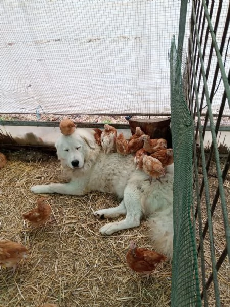 PASTORE MAREMMANO ABRUZZESE