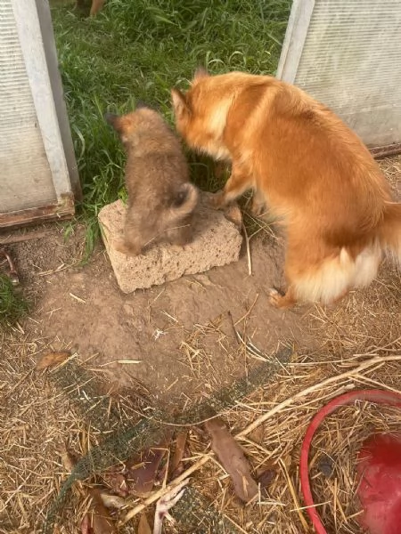 VOLPINO ITALIANO | Foto 4