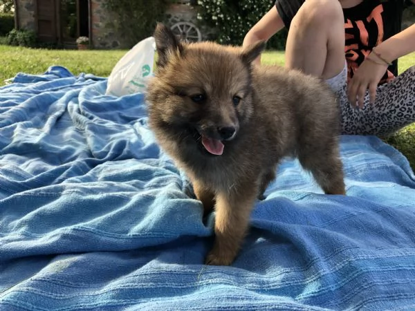 VOLPINO ITALIANO | Foto 3