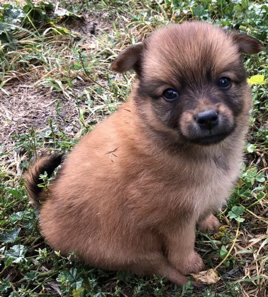 VOLPINO ITALIANO | Foto 2