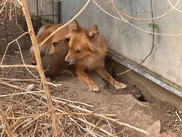 VOLPINO ITALIANO | Foto 1