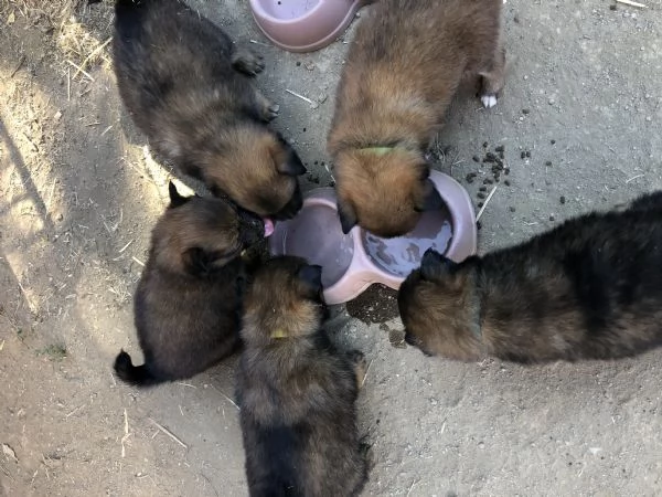 VOLPINO ITALIANO | Foto 0