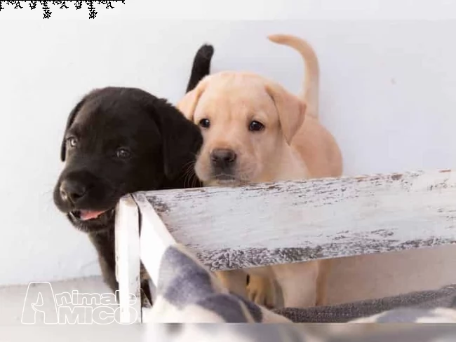 labrador retriever cuccioli - chocolate e nero