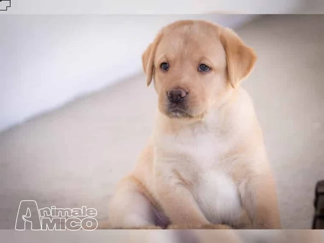 labrador retriever cuccioli - chocolate e nero | Foto 0