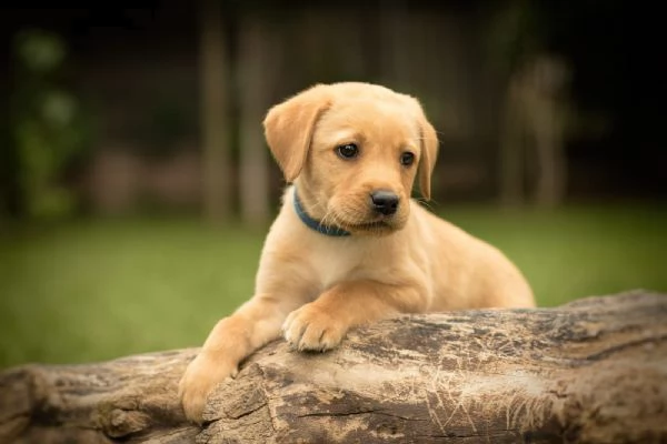 splettacolari cuccioli di labrador retriever neri con pedigree | Foto 3