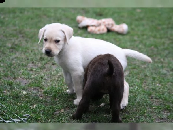 2 cuccioli labrador mieme maschi e femmine | Foto 0
