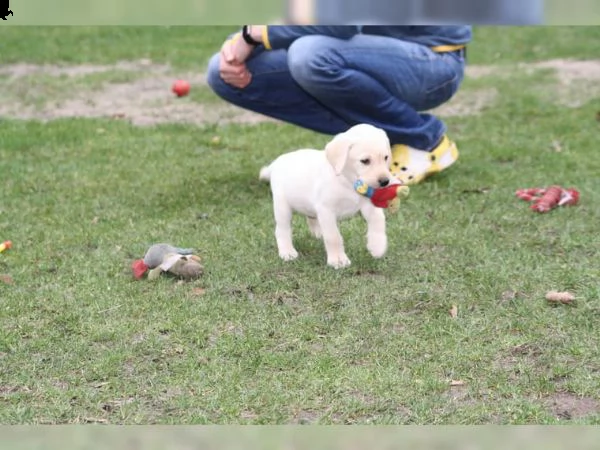 2 cuccioli labrador mieme maschi e femmine