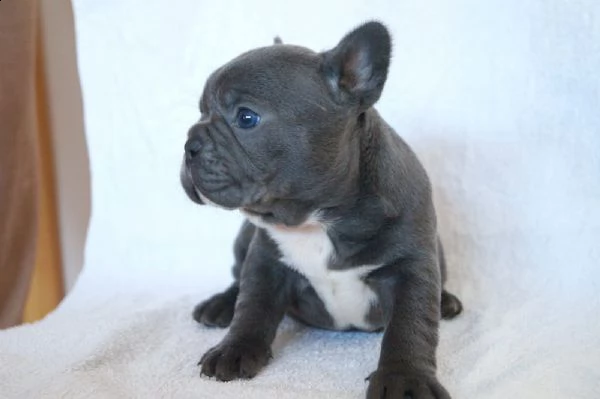 kuccioli french bouledog | Foto 0