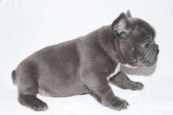 kuccioli french bouledog