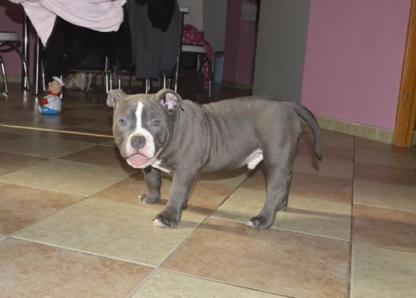 meravigliose cucciole di pitbull terrier | Foto 2