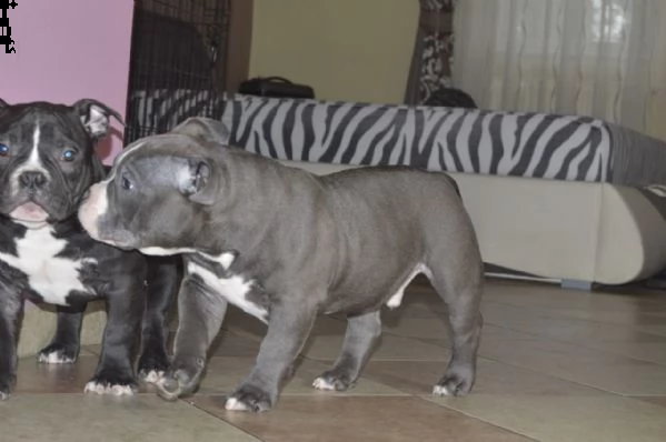 meravigliose cucciole di pitbull terrier | Foto 1