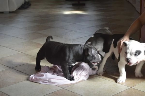 meravigliose cucciole di pitbull terrier | Foto 0