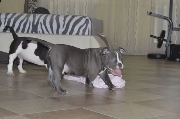 meravigliose cucciole di pitbull terrier