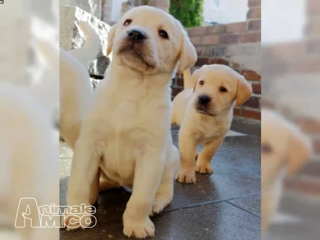 cuccioli di labrador color miele 