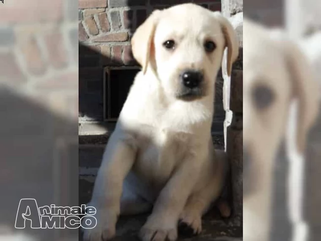 cuccioli di labrador color miele  | Foto 0