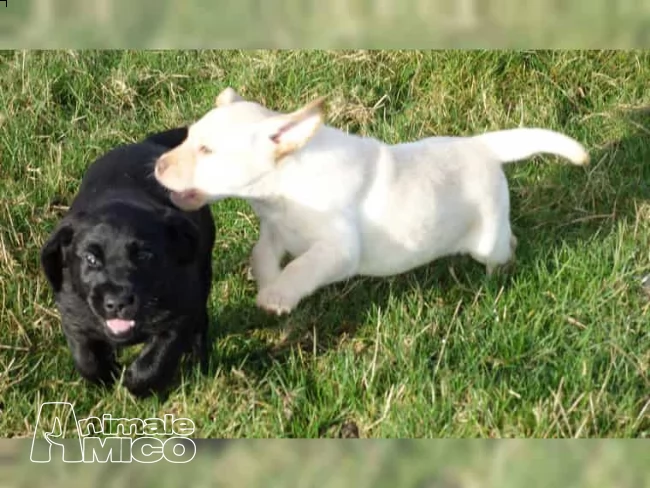 labrador retriever cucciolo  | Foto 0