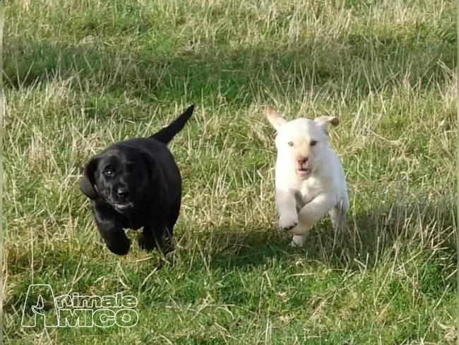 labrador retriever cucciolo 