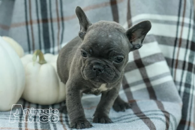splendidi cuccioli di bouledogue francese | Foto 0