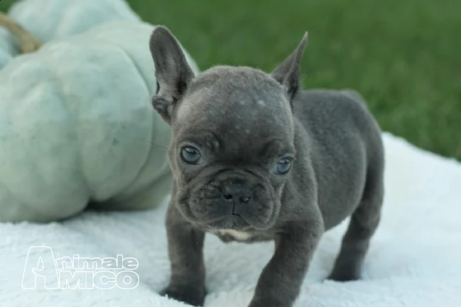 splendidi cuccioli di bouledogue francese