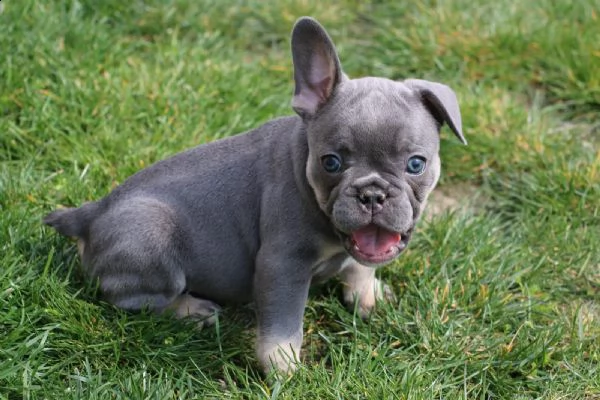 bouledogue francesi splendida cucciolata- bulldog 3 | Foto 6