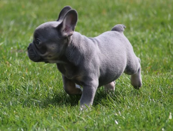 bouledogue francesi splendida cucciolata- bulldog 3 | Foto 2