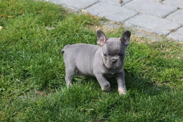 bouledogue francesi splendida cucciolata- bulldog 3 | Foto 1