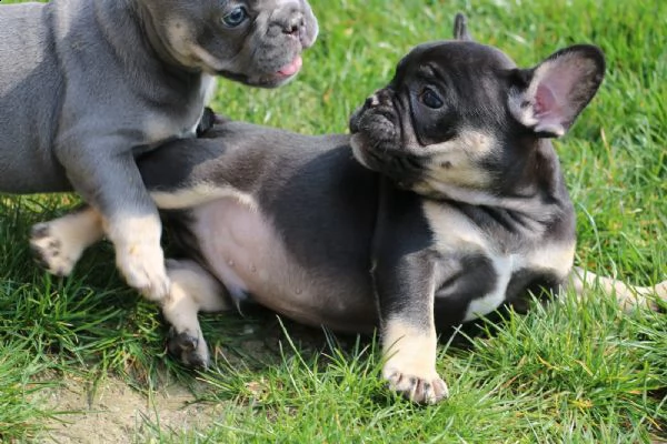 bouledogue francesi splendida cucciolata- bulldog 3 | Foto 0