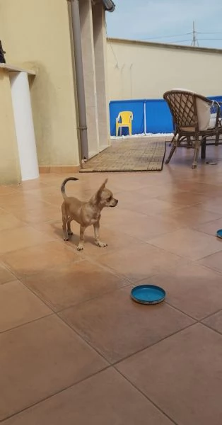 Cuccioli di chihuahua cercano casa