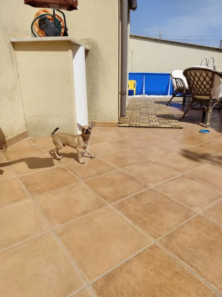 Cuccioli di chihuahua cercano casa | Foto 10