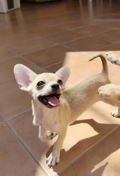 Cuccioli di chihuahua cercano casa | Foto 9