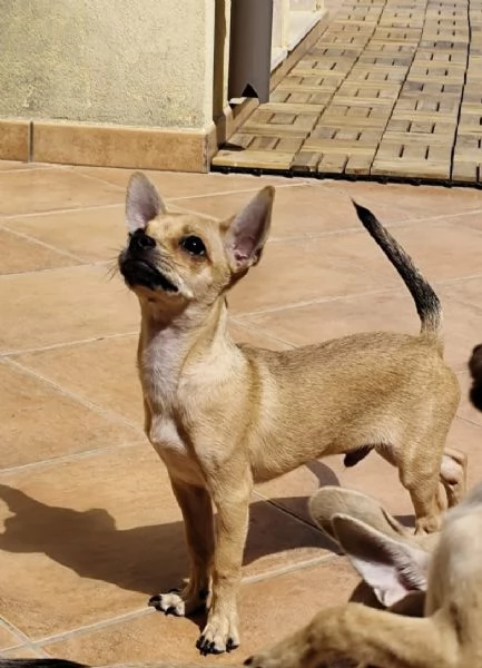Cuccioli di chihuahua cercano casa | Foto 8