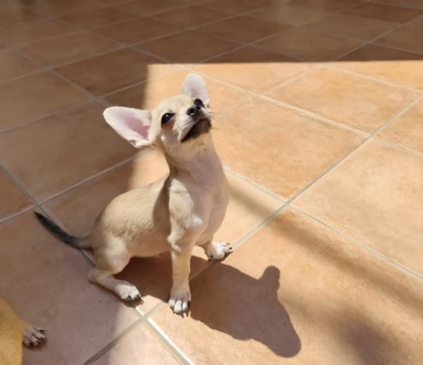 Cuccioli di chihuahua cercano casa | Foto 7