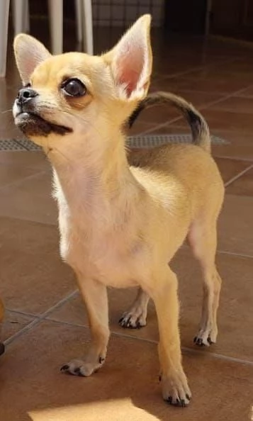 Cuccioli di chihuahua cercano casa | Foto 6