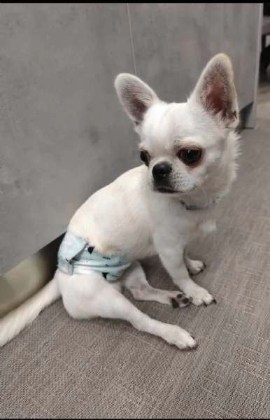 Cuccioli di chihuahua cercano casa | Foto 5