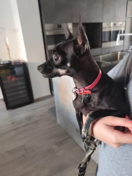 Cuccioli di chihuahua cercano casa | Foto 4