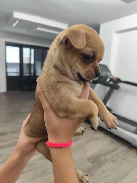 Cuccioli di chihuahua cercano casa | Foto 3