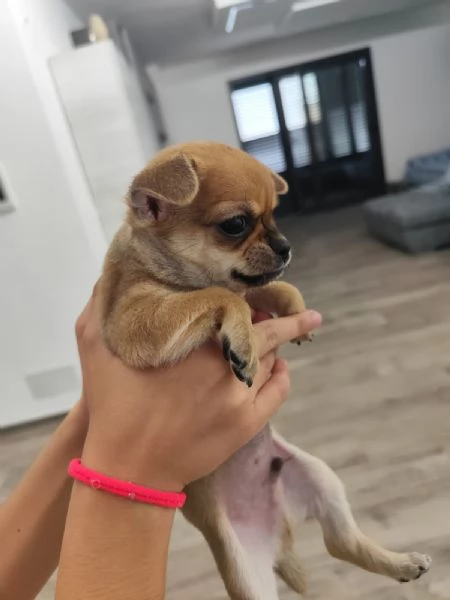 Cuccioli di chihuahua cercano casa | Foto 2