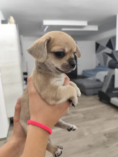Cuccioli di chihuahua cercano casa | Foto 1