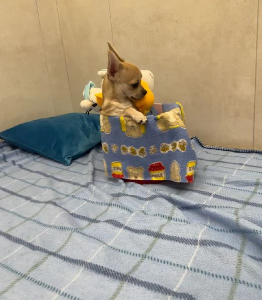 Cuccioli di Chihuahua 