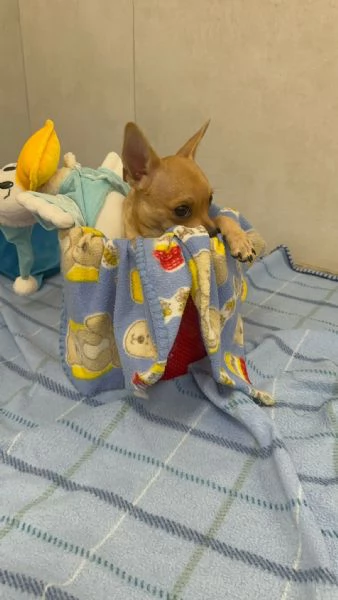 Cuccioli di Chihuahua 
