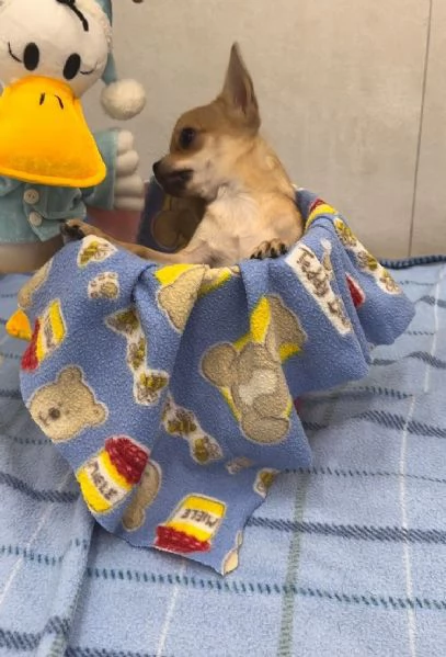 Cuccioli di Chihuahua  | Foto 1