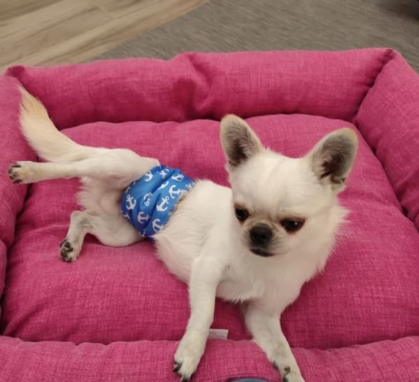 Chihuahua Stallone per monta  | Foto 1