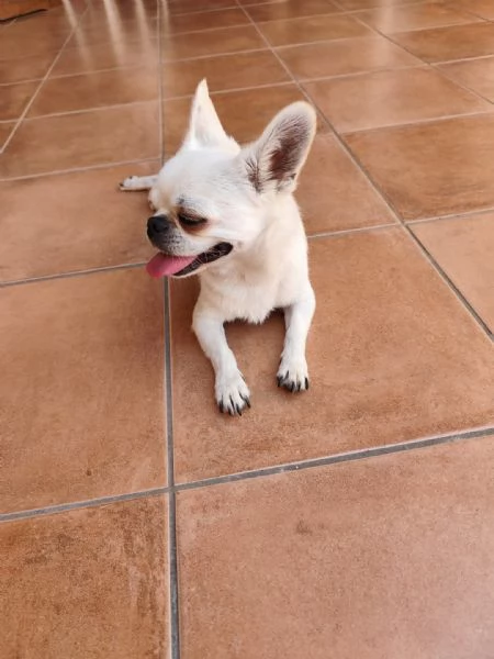 Chihuahua Stallone per monta  | Foto 0
