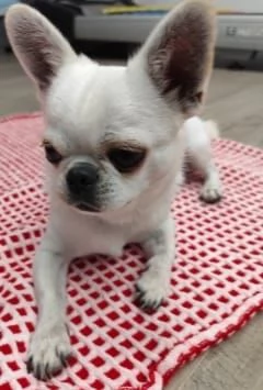 Chihuahua Stallone per monta 