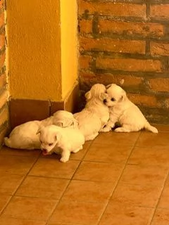 cuccioli maltesi toy (nano)