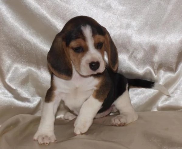 regalo cuccioli di beagle bellissimi  | Foto 1