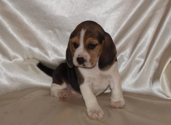 regalo cuccioli di beagle bellissimi  | Foto 0